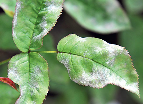 Мучнистая роса на розе Пиано