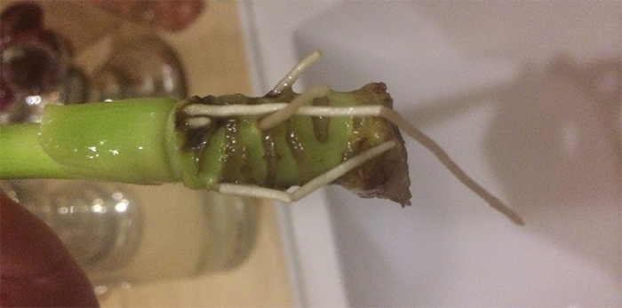 Размножение юкки