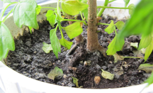 Радермахера болеет