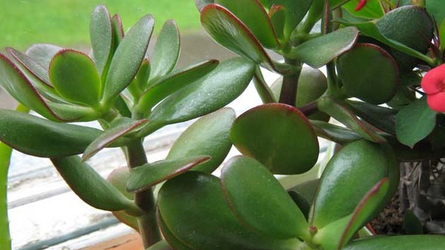 Освещение для толстянки