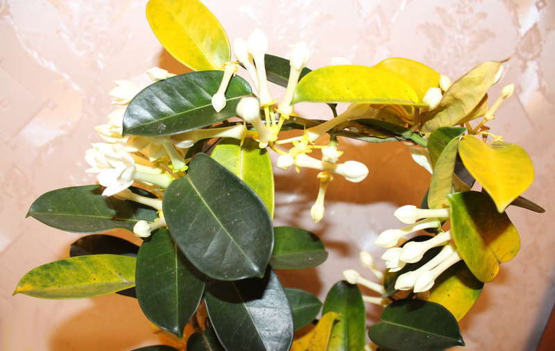 Почему желтеют листья у растения?