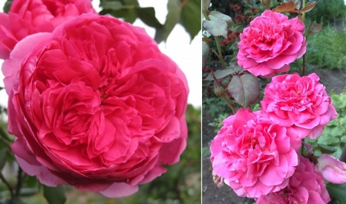 Плетистая роза парад