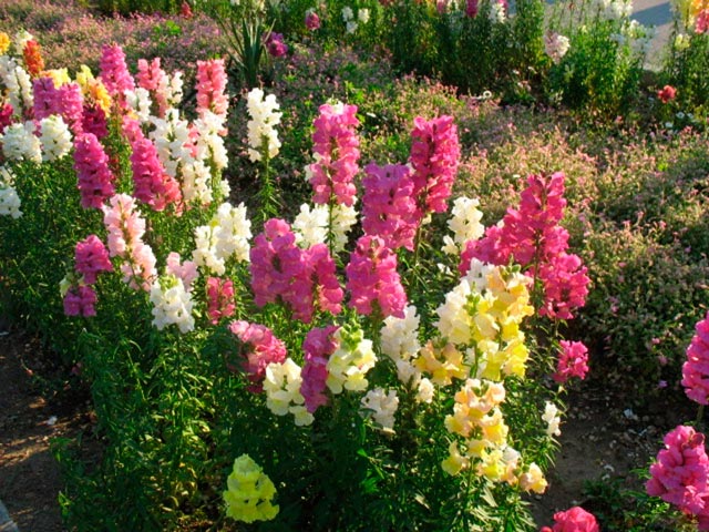 Львиный зев