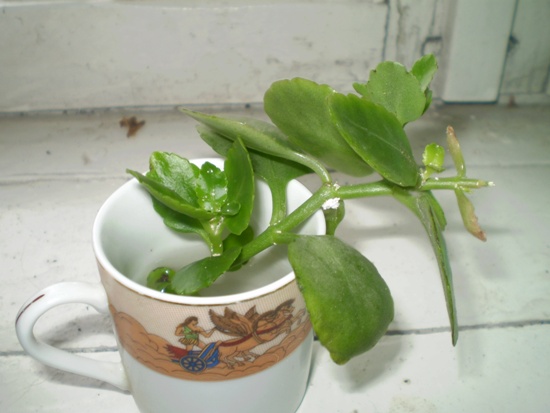 Размножение ратения каланхоэ