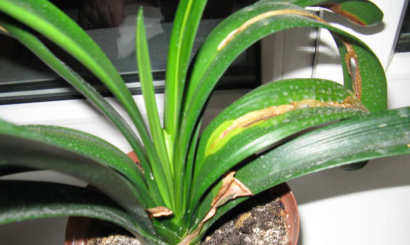 Болезни кливии