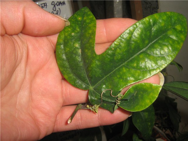 Болезни и вредители пассифлоры