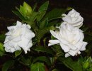 Гардения Жасминовидная Гардения Жасминовидная