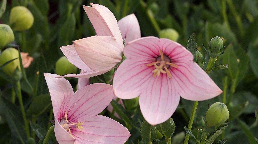 Розовый платикодон