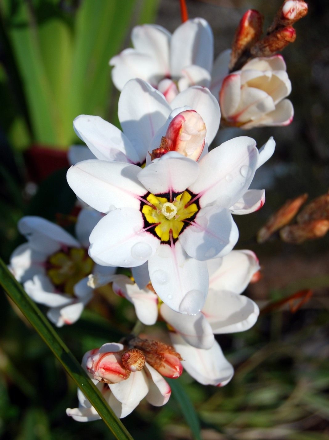 Веточка спараксиса