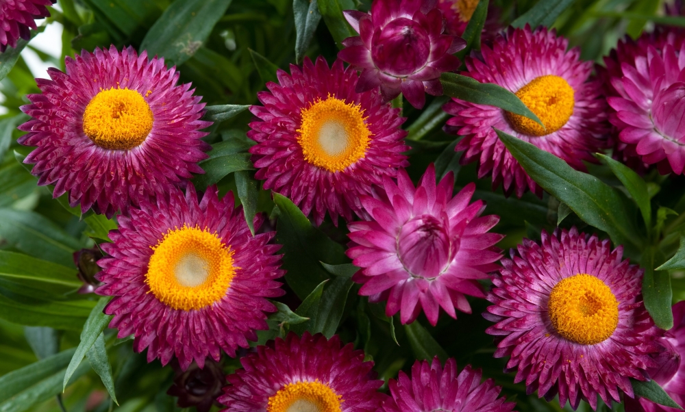 Гелихризум