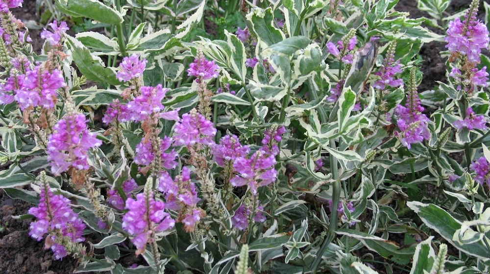 Физостегия