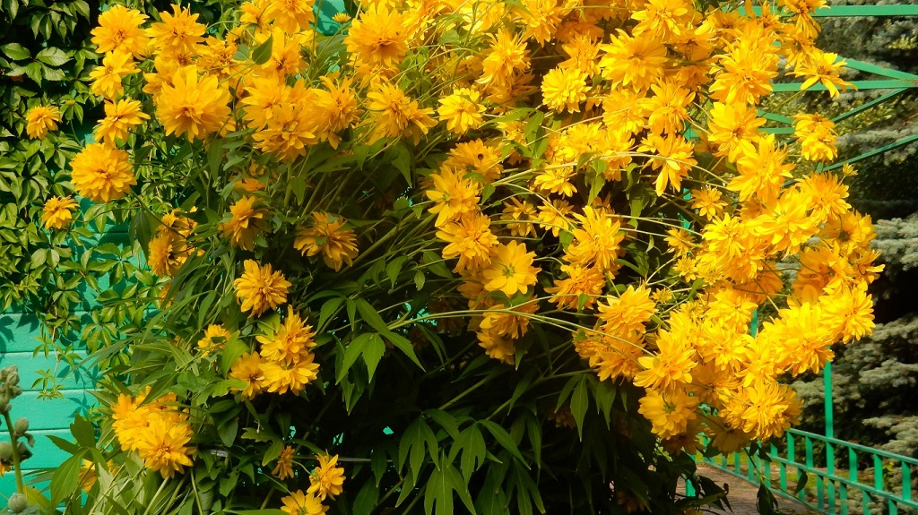 Золотой шар