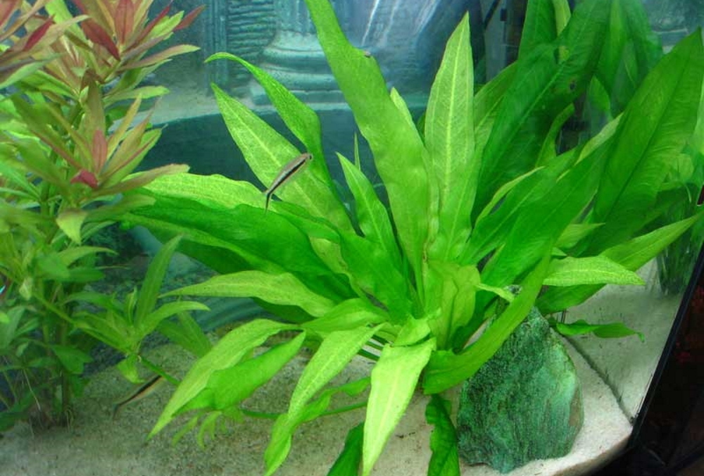 Эхинодорус