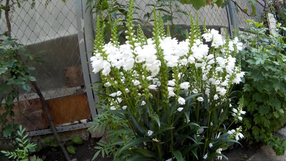 Физостегия