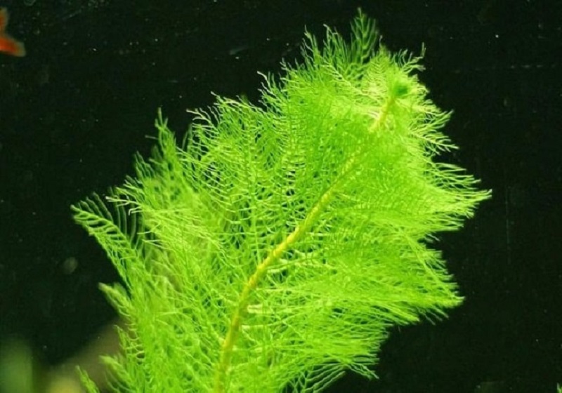 Перистолистник