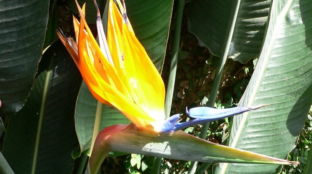 Цветок стрелиции