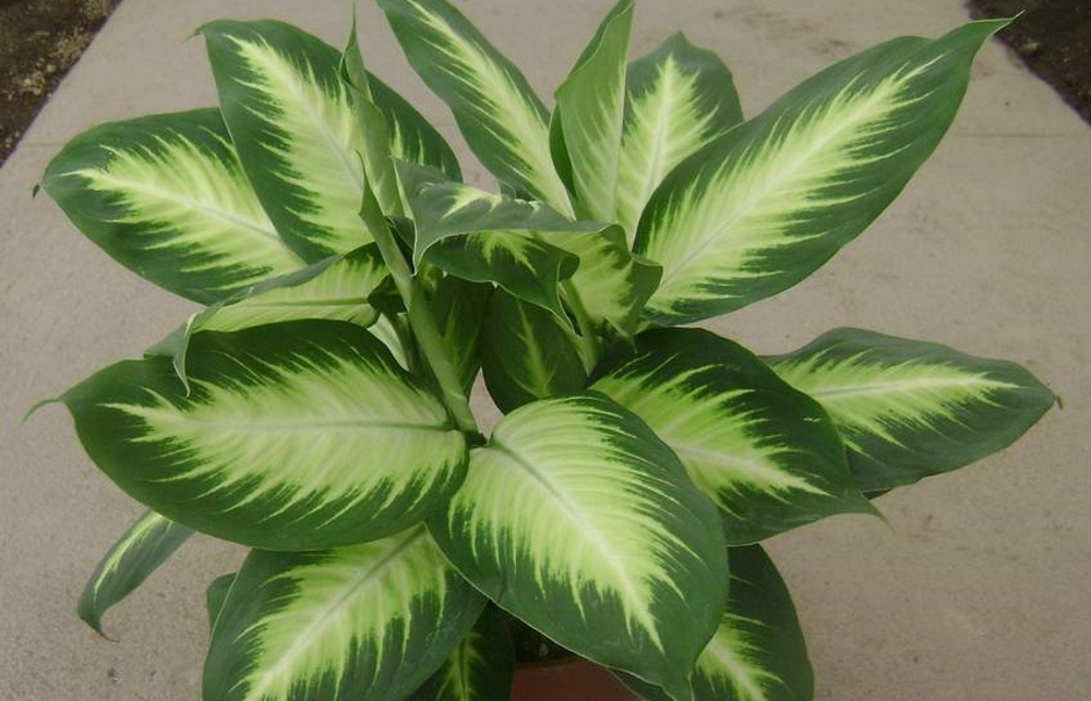 Диффенбахия