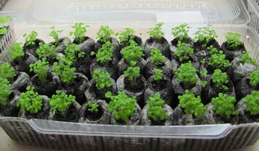 Рассада котовника