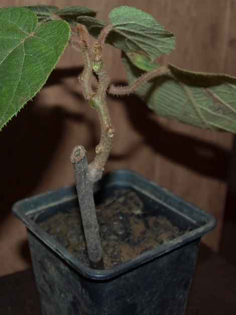 Черенок киви