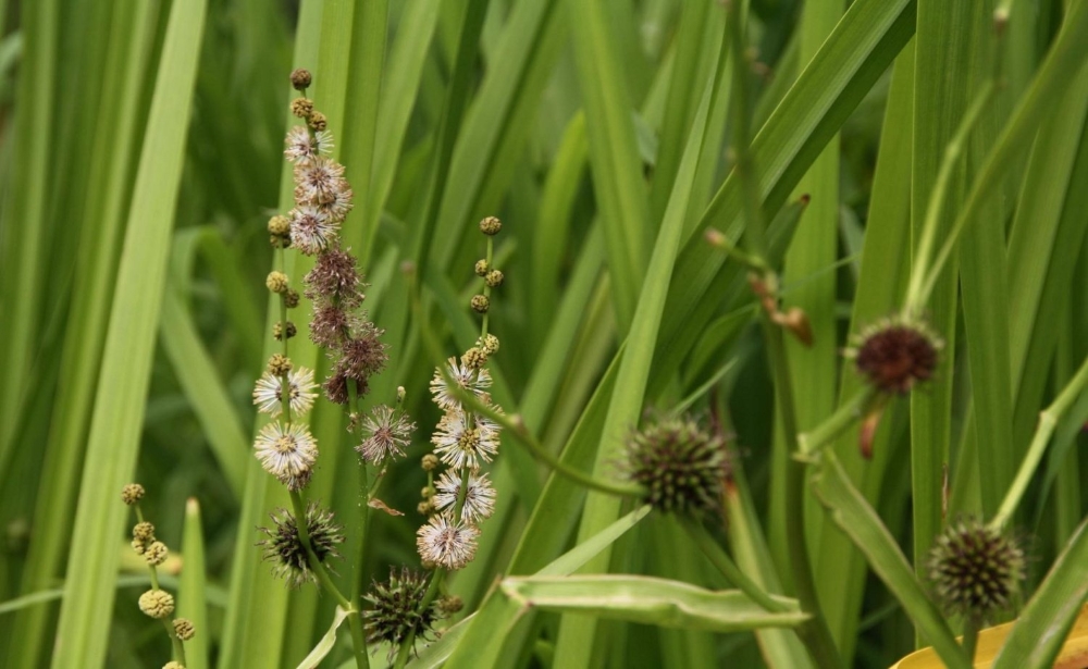 Ежеголовник