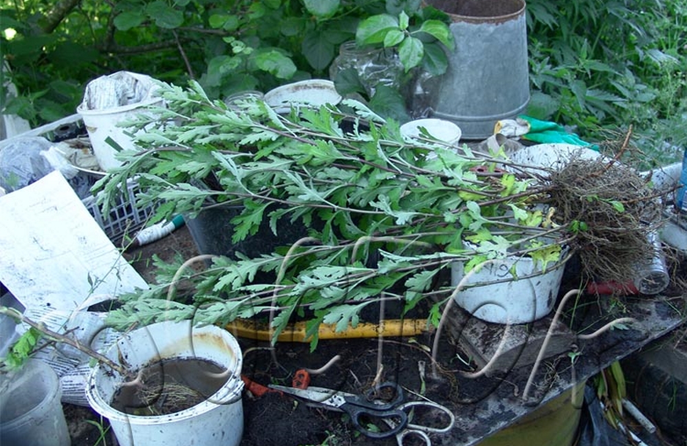 Хризантемы