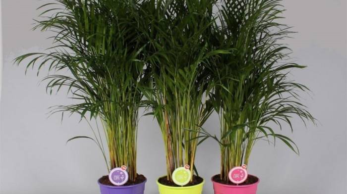 Хризалидокарпус