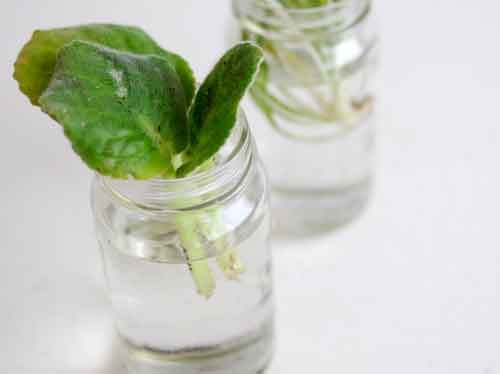 Лист фиалки