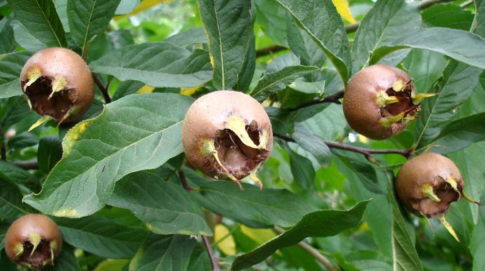 Мушмула германская