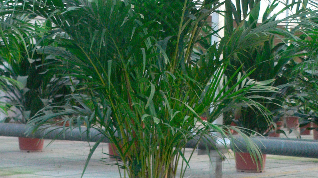 Хризалидокарпус