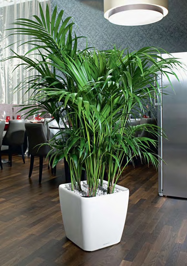 Хризалидокарпус