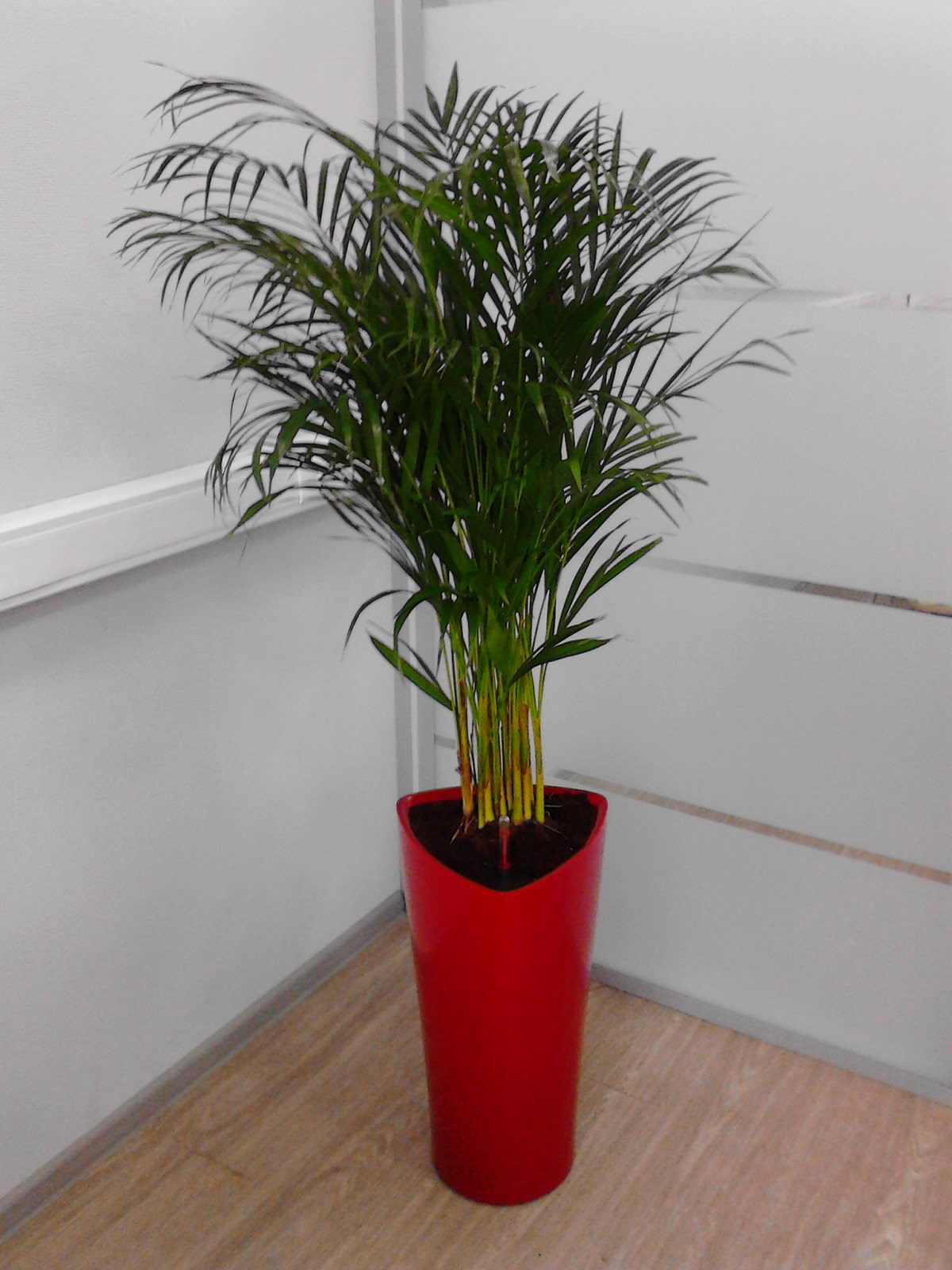 Хризалидокарпус