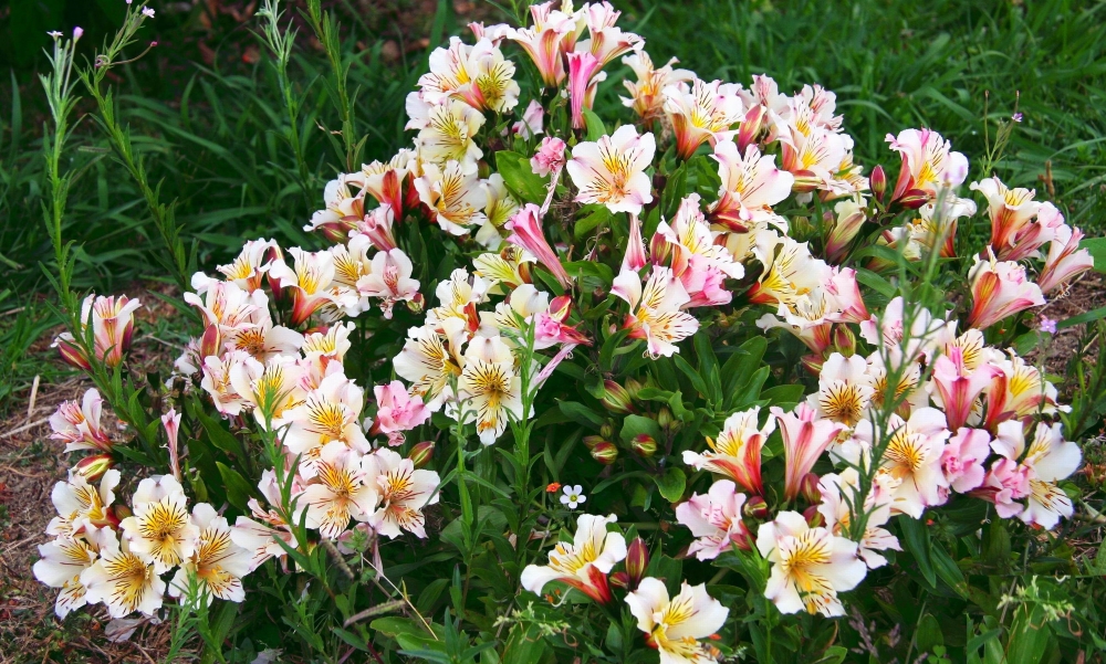 Альстромерия