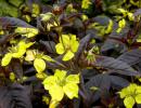 Чёрно-пурпурный вербейник (Lysimachia atropurpurea) Чёрно-пурпурный вербейник (Lysimachia atropurpurea)