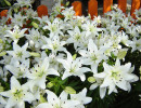 Лилия азиатская белая Лилия азиатская белая