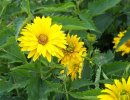 Гелиопсис шероховатый Гелиопсис шероховатый