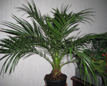 Освещение для комнатной финиковой пальмы