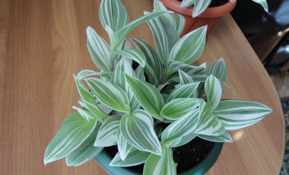 Традесканция