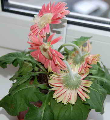 Гербера вянет что делать