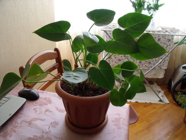 Антуриум особенности ухода