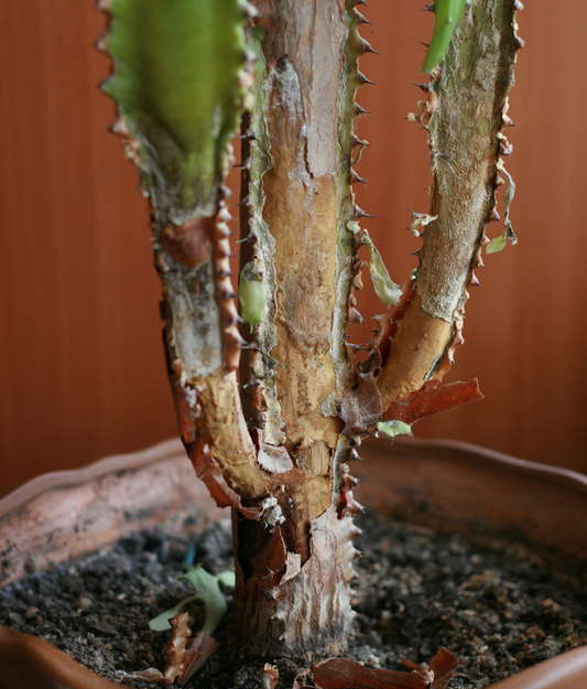 Болезни и вредители молочая