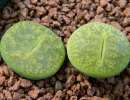Литопс Лесли (Lithops Lesliei) Литопс Лесли (Lithops Lesliei)