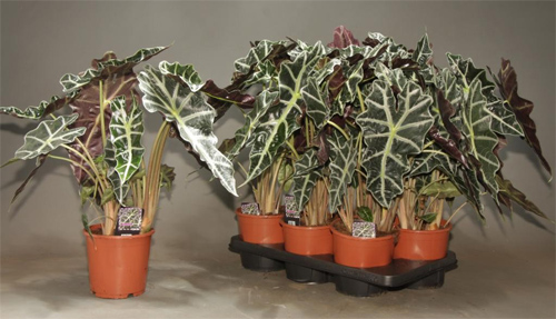 Алоказия уход