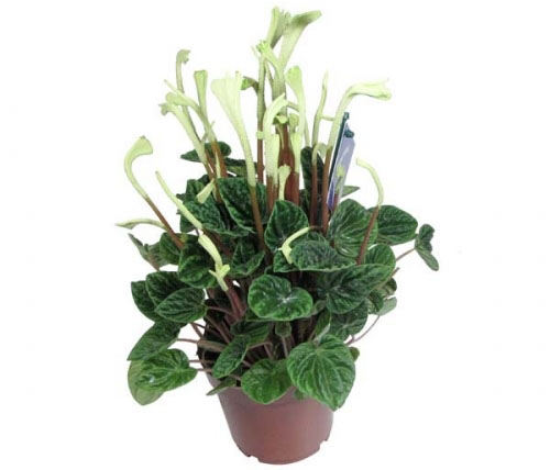 Пеперомия уход в домашних условиях