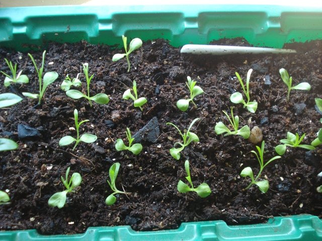 Посадка гвоздик семенами