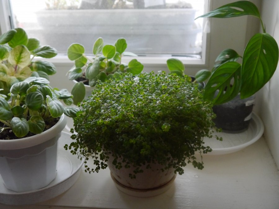 Солейролия на окне