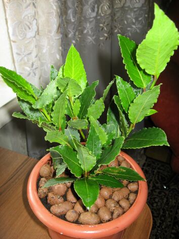 Оптимальная температура воздуха