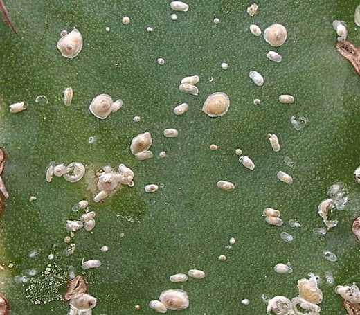 Щитовоки, вредители