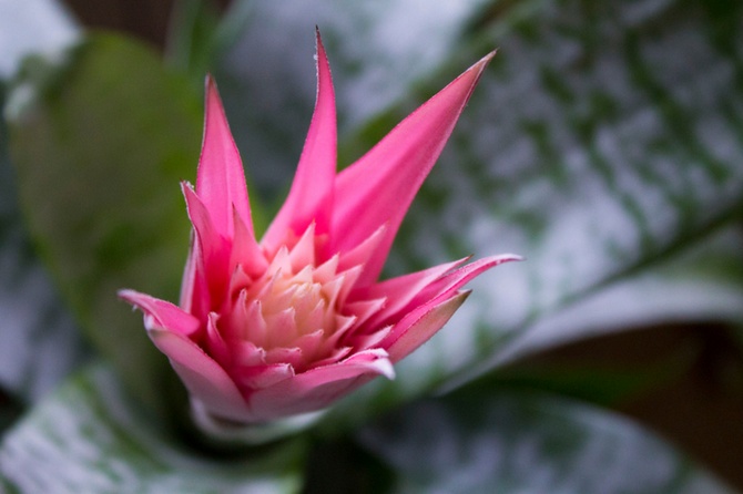 Уход за бромелией