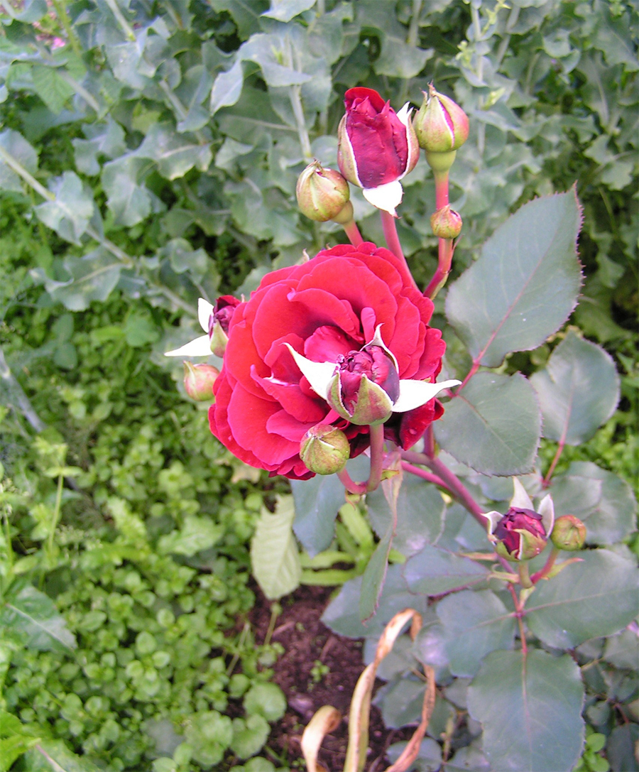 Роза Дон Жуан