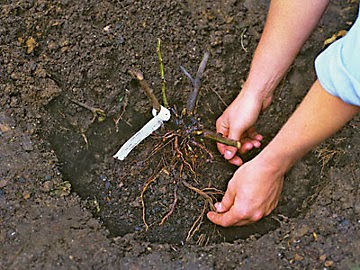 Правила посадки розы